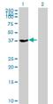 G Protein Subunit Alpha Z antibody, H00002781-B01P, Novus Biologicals, Western Blot image 