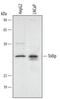 Toll Interacting Protein antibody, AF4678, R&D Systems, Western Blot image 