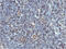 Adipocyte Plasma Membrane Associated Protein antibody, LS-C786821, Lifespan Biosciences, Immunohistochemistry frozen image 