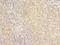 NFKB Inhibitor Interacting Ras Like 2 antibody, LS-C379667, Lifespan Biosciences, Immunohistochemistry frozen image 