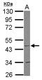 Cytochrome C Oxidase Assembly Homolog COX15 antibody, LS-C155396, Lifespan Biosciences, Western Blot image 