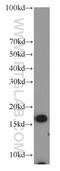 Cytochrome C Oxidase Subunit 4I2 antibody, 11463-1-AP, Proteintech Group, Western Blot image 