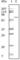 Albumin antibody, abx015700, Abbexa, Western Blot image 