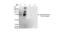 Malondialdehyde antibody, NBP2-59366, Novus Biologicals, Western Blot image 