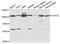 Cell Division Cycle 5 Like antibody, orb167429, Biorbyt, Western Blot image 