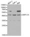 Actin Related Protein 2/3 Complex Subunit 1A antibody, abx000993, Abbexa, Western Blot image 