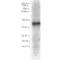 FKBP Prolyl Isomerase 5 antibody, SMC-138D-A594, StressMarq, Western Blot image 