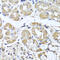 Interferon Lambda 1 antibody, 23-491, ProSci, Immunohistochemistry frozen image 
