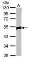 Zinc finger protein 322A antibody, PA5-31902, Invitrogen Antibodies, Western Blot image 