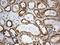 Metaxin 2 antibody, M09105, Boster Biological Technology, Immunohistochemistry paraffin image 