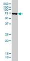 DEAD-Box Helicase 41 antibody, H00051428-M01, Novus Biologicals, Western Blot image 