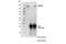 Zinc Finger MYND-Type Containing 8 antibody, 97845S, Cell Signaling Technology, Immunoprecipitation image 