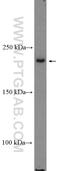 Helicase With Zinc Finger antibody, 26635-1-AP, Proteintech Group, Western Blot image 