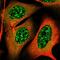 TGF-Beta Activated Kinase 1 (MAP3K7) Binding Protein 1 antibody, NBP2-38458, Novus Biologicals, Immunofluorescence image 