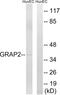 GRB2 Related Adaptor Protein 2 antibody, abx014497, Abbexa, Western Blot image 
