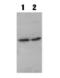 Myeloid differentiation primary response protein MyD88 antibody, ALX-210-900-R100, Enzo Life Sciences, Western Blot image 