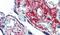 Golgi Glycoprotein 1 antibody, PA5-32779, Invitrogen Antibodies, Immunohistochemistry frozen image 