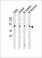 Double PHD Fingers 2 antibody, M07556, Boster Biological Technology, Western Blot image 