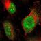 REST Corepressor 3 antibody, NBP1-83820, Novus Biologicals, Immunofluorescence image 