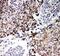 Prohibitin 2 antibody, PA5-79817, Invitrogen Antibodies, Immunohistochemistry frozen image 