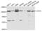Cell Division Cycle 5 Like antibody, abx004259, Abbexa, Western Blot image 