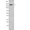 Fms Related Tyrosine Kinase 1 antibody, PA5-64564, Invitrogen Antibodies, Western Blot image 