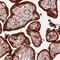 Annexin A1 antibody, NBP2-52875, Novus Biologicals, Immunohistochemistry paraffin image 