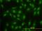 SMAD2 antibody, MCA4935Z, Bio-Rad (formerly AbD Serotec) , Immunohistochemistry paraffin image 