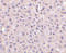 GAPDH antibody, 3783, ProSci Inc, Immunohistochemistry paraffin image 