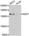 RE1 Silencing Transcription Factor antibody, STJ29241, St John