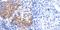 Ectodysplasin A Receptor antibody, TA321893, Origene, Immunohistochemistry frozen image 