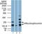 Nucleophosmin 1 antibody, NBP2-27157, Novus Biologicals, Western Blot image 