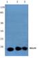 MLC-2 antibody, PA5-36041, Invitrogen Antibodies, Western Blot image 