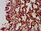 NLR Family CARD Domain Containing 5 antibody, LS-C672793, Lifespan Biosciences, Immunohistochemistry paraffin image 