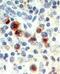Epstein-Barr Virus Induced 3 antibody, MA5-24805, Invitrogen Antibodies, Immunohistochemistry frozen image 