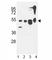 Autophagy Related 13 antibody, F52000-0.4ML, NSJ Bioreagents, Western Blot image 