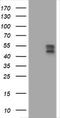 B And T Lymphocyte Associated antibody, LS-C174173, Lifespan Biosciences, Western Blot image 