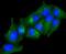 Adiponectin Receptor 1 antibody, A01869-1, Boster Biological Technology, Immunocytochemistry image 