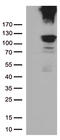 RB Transcriptional Corepressor 1 antibody, LS-C790682, Lifespan Biosciences, Western Blot image 