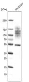 Transmembrane Protein 119 antibody, NBP2-76985, Novus Biologicals, Western Blot image 