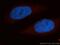 Eukaryotic Translation Initiation Factor 3 Subunit D antibody, 10219-1-AP, Proteintech Group, Immunofluorescence image 