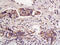 Haptoglobin antibody, GTX51524, GeneTex, Immunohistochemistry paraffin image 