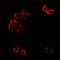 GDNF Family Receptor Alpha 1 antibody, abx225186, Abbexa, Western Blot image 