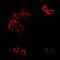 GDNF Family Receptor Alpha 1 antibody, abx225186, Abbexa, Western Blot image 