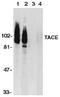 ADAM Metallopeptidase Domain 17 antibody, LS-C263, Lifespan Biosciences, Western Blot image 