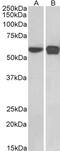 Pleiotropic Regulator 1 antibody, PA5-17990, Invitrogen Antibodies, Western Blot image 