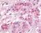G Protein-Coupled Receptor 182 antibody, 48-235, ProSci, Immunohistochemistry frozen image 