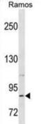 Relaxin Family Peptide Receptor 2 antibody, abx030698, Abbexa, Western Blot image 