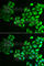 CAMP Responsive Element Binding Protein 3 antibody, A6567, ABclonal Technology, Immunofluorescence image 