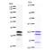 Tubulin Delta 1 antibody, LS-C342512, Lifespan Biosciences, Western Blot image 